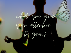 What You Give your Attention to Grows